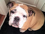 The Cutest Pets on Twitter This Week!