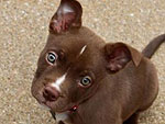 The Cutest Pets on Twitter This Week!