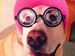 The Cutest Pets on Twitter This Week!