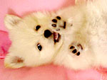 The Cutest Pets on Twitter This Week!