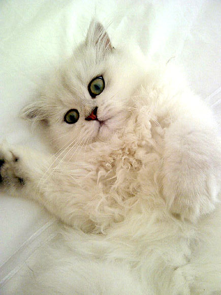 The Cutest Pets on Twitter This Week!