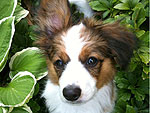 The Cutest Pets on Twitter This Week!