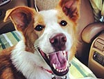 The Cutest Pets on Twitter This Week!