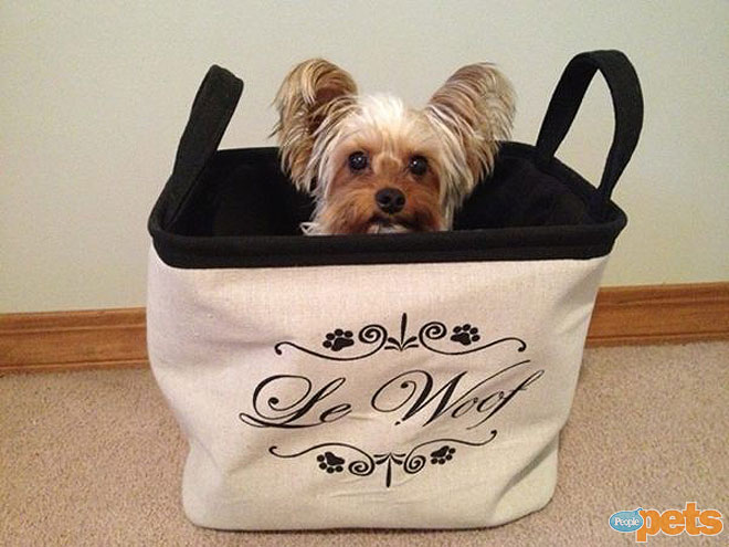The Cutest Pets on Twitter This Week!