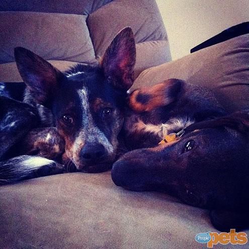 The Cutest Pets on Twitter This Week!