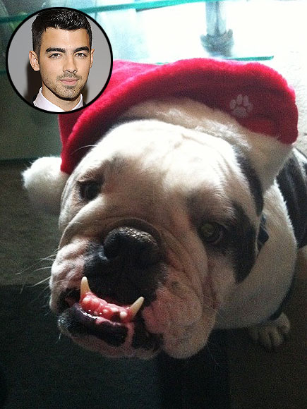 JOE JONAS photo | Joe Jonas