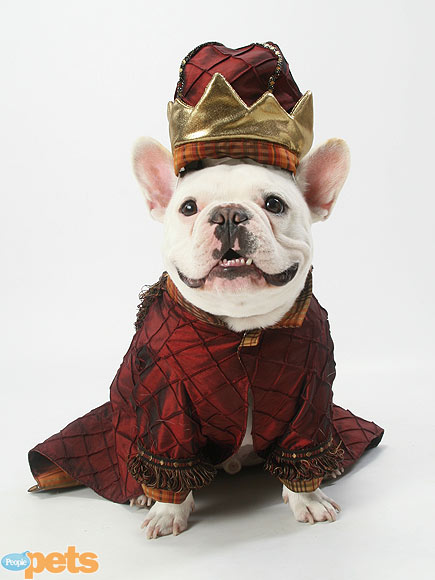 Howl-o-ween Spooktacular! Pets in Costume