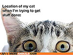 The Truth About Cats!
