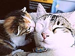 Lovey-Dovey Kittens!