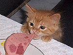Hungry Cats Enjoying Noms