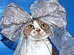 Fashionista Cats!