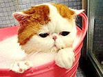Cute Cat Takes a Bath