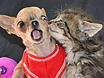 Kitten Kisses!
