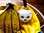 Containers for Kittens!