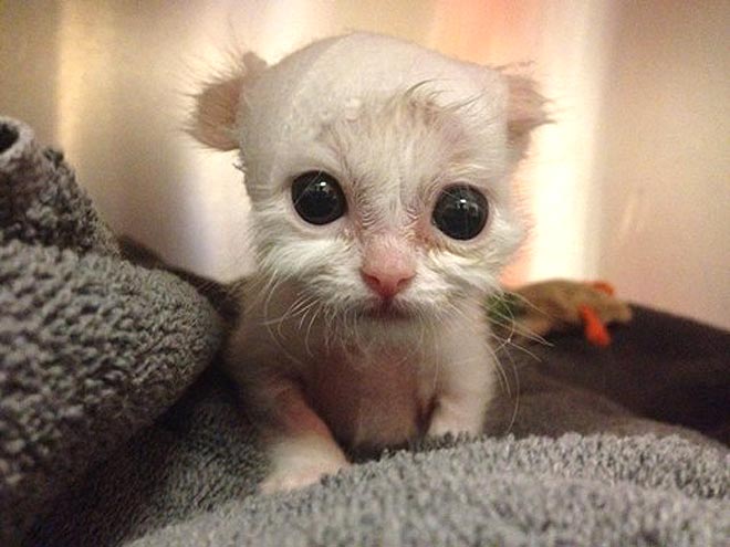 PHOTOS Kittens with Enormous Eyes TOP PUPILS Cats