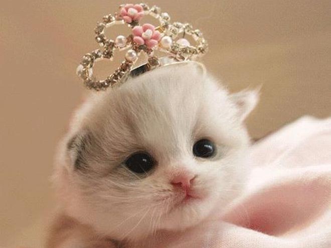 PHOTOS: Kittens So Precious It Hurts