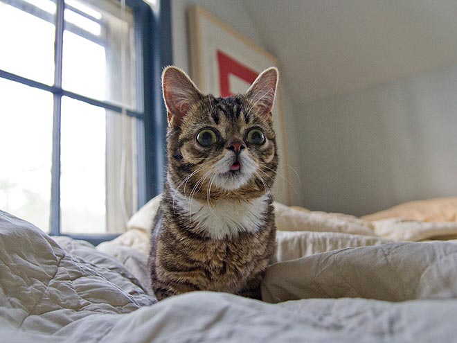 'We Are the World' Feline Style: Internet Celebri-Cats Band Together to Save the Tigers (VIDEO)| Animals & Pets, Cats, Funny Pet Videos, Pet Videos, Zoo Animals