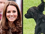 Lupo's Royally Awesome Life