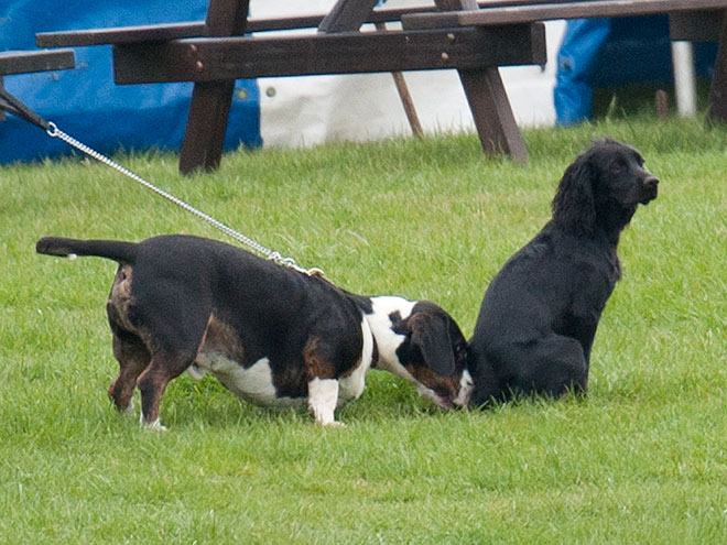 Will & Kate's Little One: Lupo!