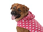Get 10% Off the Latest Pet Finds