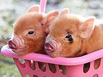Pinup Piggy Paradise!
