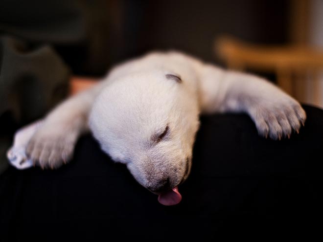 http://img2.timeinc.net/people/i/2012/pets/gallery/polar-bear-cub/polar-bear-1-660.jpg
