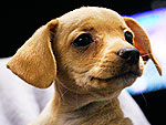 Behind the Scenes at Puppy Bowl!
