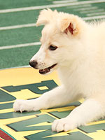 Puppy Bowl VIII's Cutest Moments!