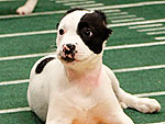 Puppy Bowl VIII's Cutest Moments!