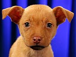 Puppy Bowl! Meet the Starting Lineup