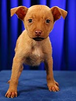 Puppy Bowl! Meet the Starting Lineup