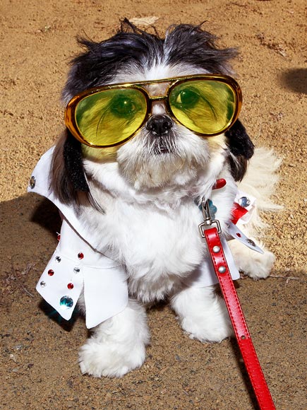 Puppy Parade! Dogs in Costume