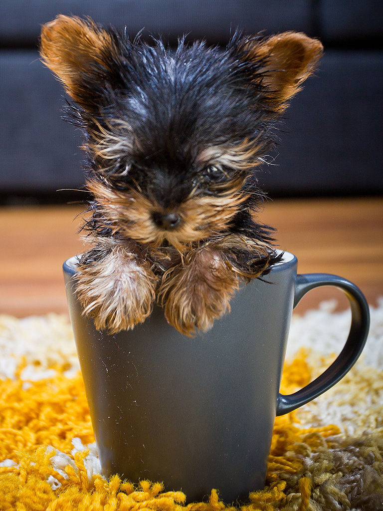 tiny-yorkie-5-768.jpg