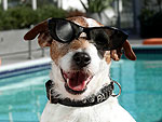 It's Uggie's Time to Shine