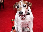 The Artist's Uggie the Dog: Red Carpet Ready!