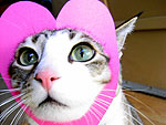 Be Mine! Valentine's Day Pets