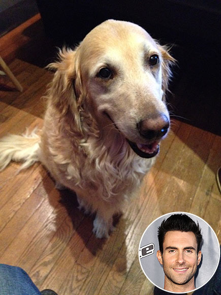 adam levine golden retriever the voice judges with animals adam levine golden retriever the voice judges with animals