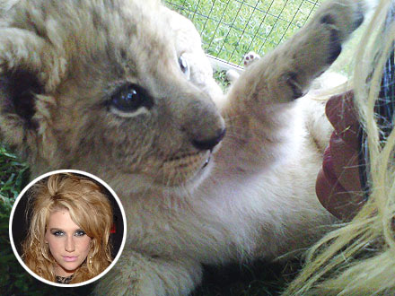 Ke$ha Gets Lion Cub Named After Her