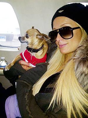 Precious Cargo Alert! Paris Hilton & Tinkerbell Prepare for Takeoff | Paris Hilton