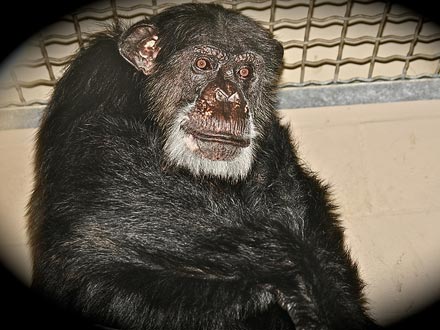 Tarzan's Chimp Sidekick, Cheetah, Dies at 80| Pet News, Zoo Animals, Tarzan, Tarzan