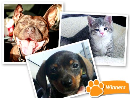 Meet the Winners of Click the Cutest: Rachael Ray's Shelter Helpers!| Animal Charities
