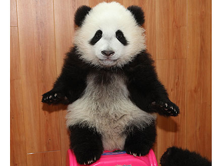 Aww! Baby Panda Plays with New Year's Presents| Baby Animals, Zoo Animals