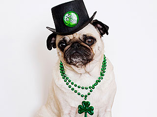 Show Us Your St. Patrick's Day Pets