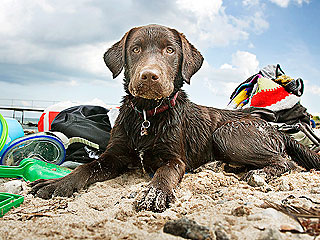 Show Us Your Pets on Vacation