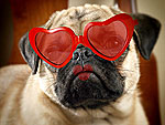 Show Us Your Valentine's Day Pets!
