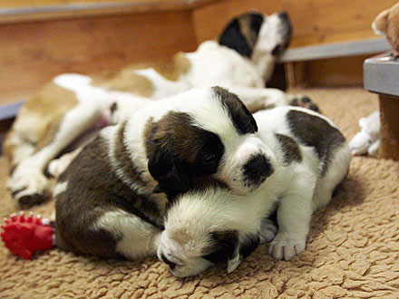 Sweet Dreams! St. Bernard Puppies Sleep Away Their Cares| Baby Animals, Cute Pets, Dogs