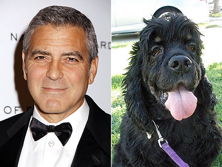 How George Clooney's Rescue Dog Went from Kill Shelter to Hollywood | George Clooney