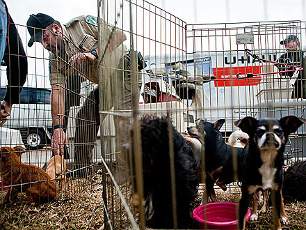 The Water Bowl: 140 Dogs Found in U-Haul Truck