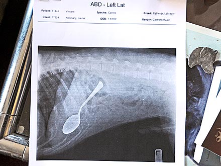 Dog Swallow 7-Inch Spoon – and Survives!| Dogs