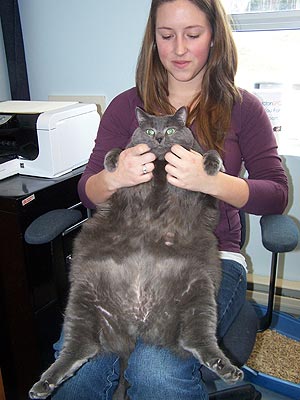 Cat Abandoned in Box Weighs More Than 30 Lbs.| Cats